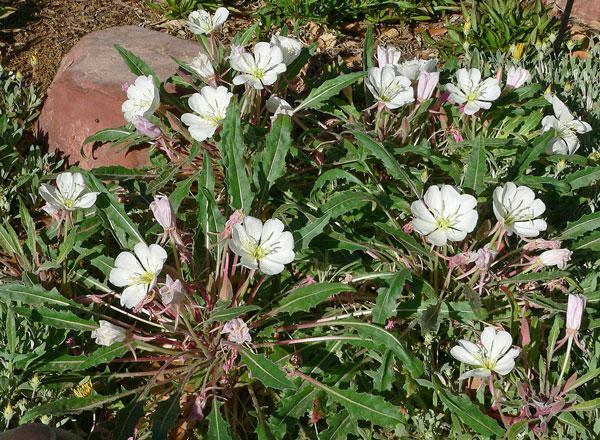 Oenothera caespitosa | Fragrant, Tufted or White Evening-Primrose | 10 Seeds