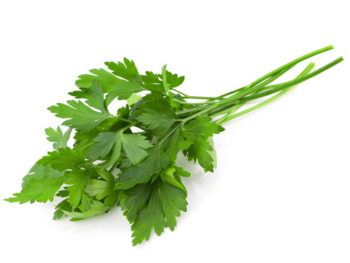 7 CULINARY herb varieties NON-GMO SEEDS GREAT in the KITCHEN ESSENTIAL SURVIVAL!