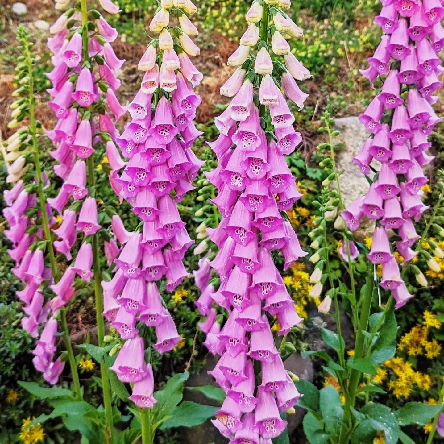 Foxglove Seeds | Mixed Colors Purple Perennial Tall Pollinator Flower Seed 2025