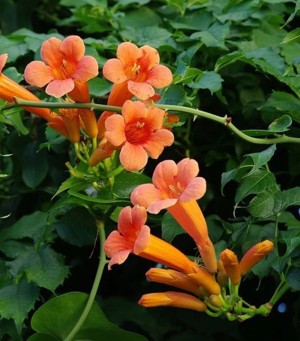 Orange Trumpet Vine Seeds (Campsis radicans) Showy Crepper Flower 20 Seeds