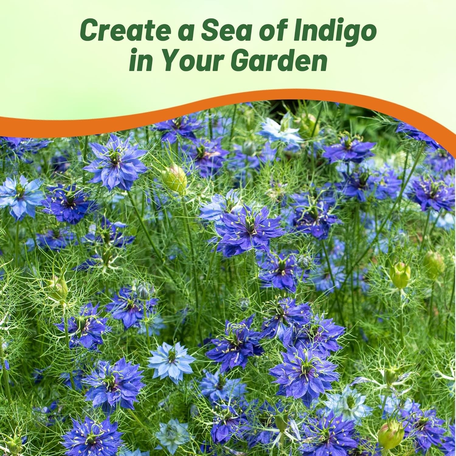 1000 Seeds Nigella Seeds – Blue Love In A Mist Flower Seed