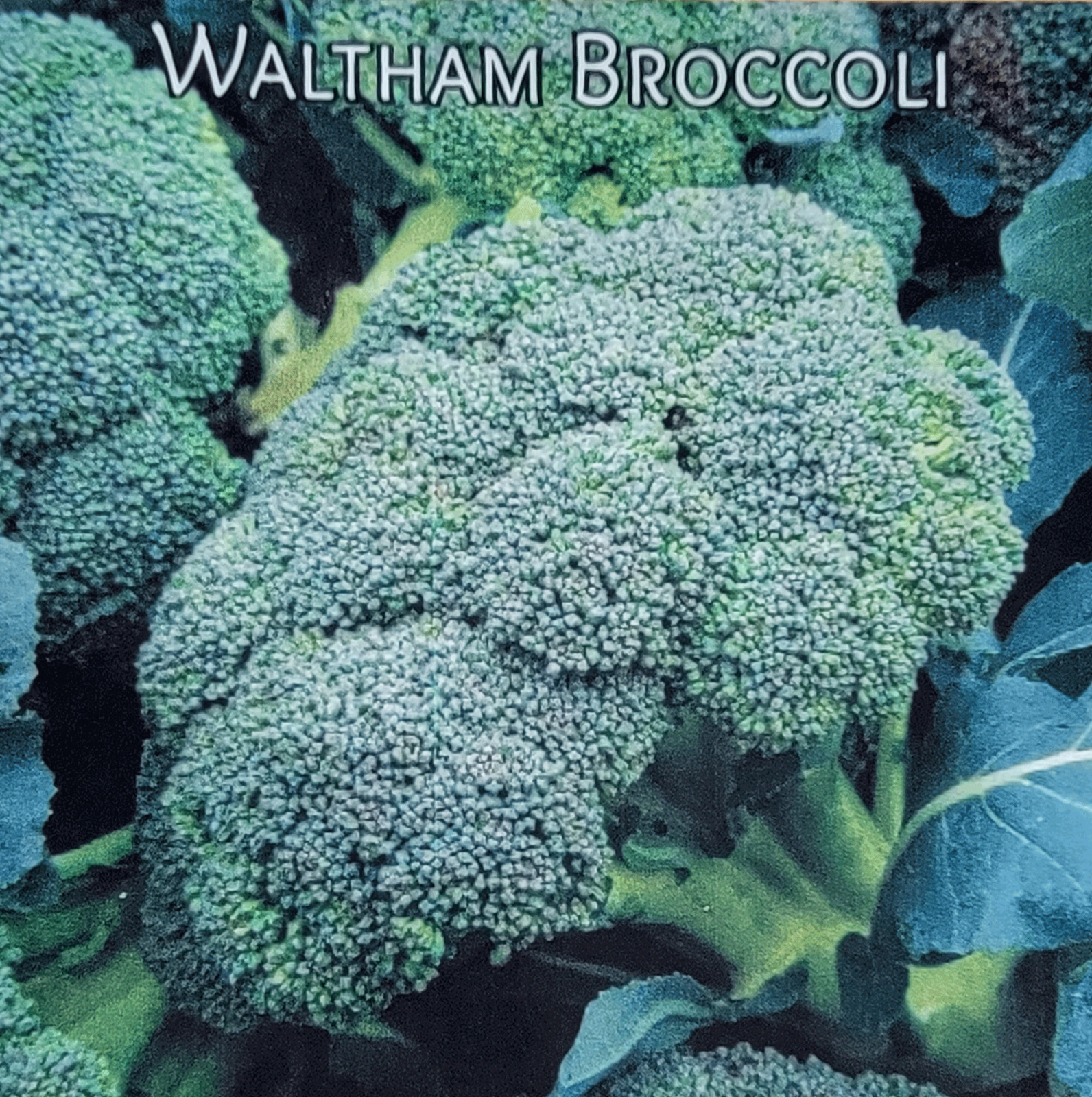 Broccoli Seeds (Waltham 29)