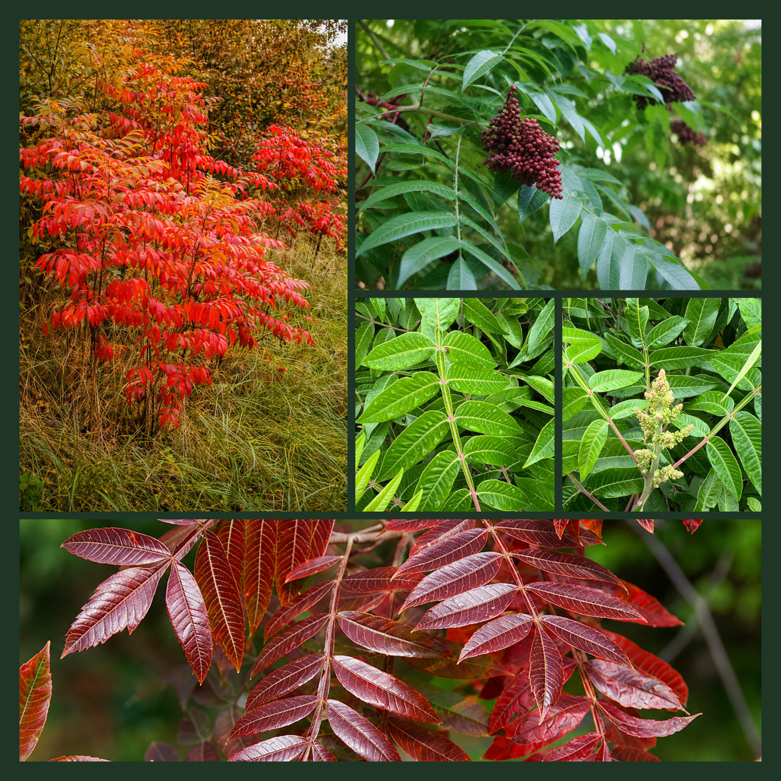 500 Winged Sumac Tree Seeds (Rhus copallinum) Flameleaf Sumac – Zones 4-9 USA
