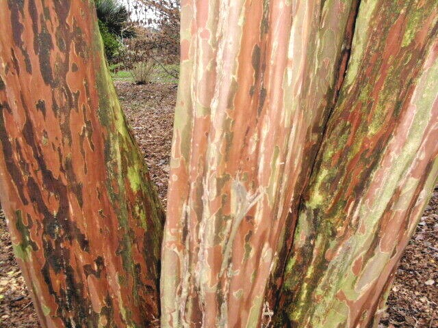25 OSAGE CREPE MYRTLE SEEDS – Lagerstroemia india x fauriei ‘Osage’