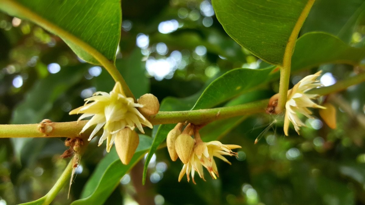 Mimusops Elengi Tree Fragrant Spanish Cherry, Indian Medlar Bakul