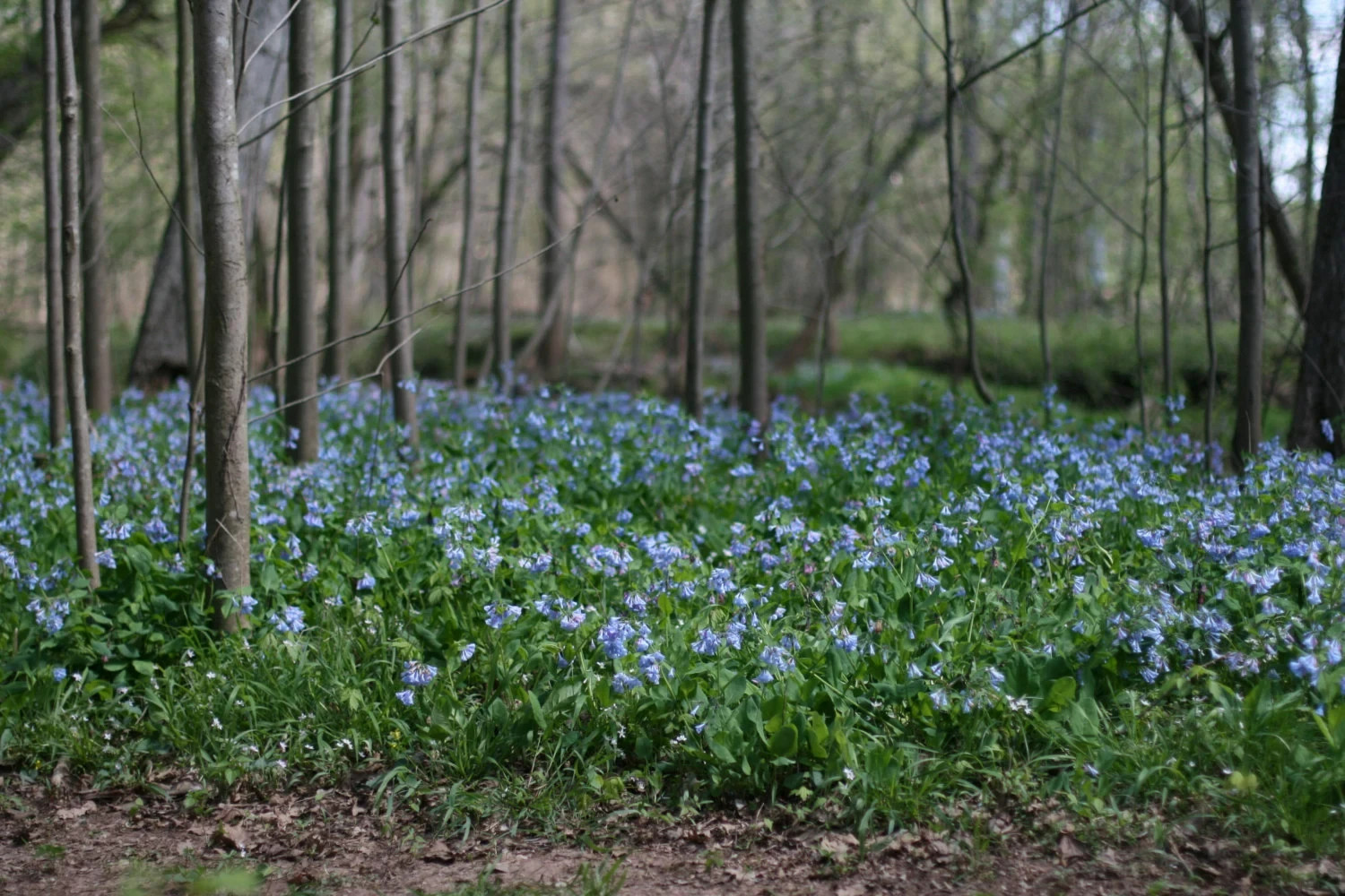 5 Virginia Bluebell roots wild flower shade lover (Mertensia)