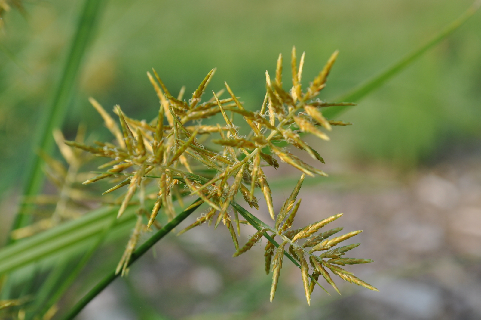 20 TIGER NUT Seeds (Cyperus esculentus) | NON-GMO | Free shipping | Perennial