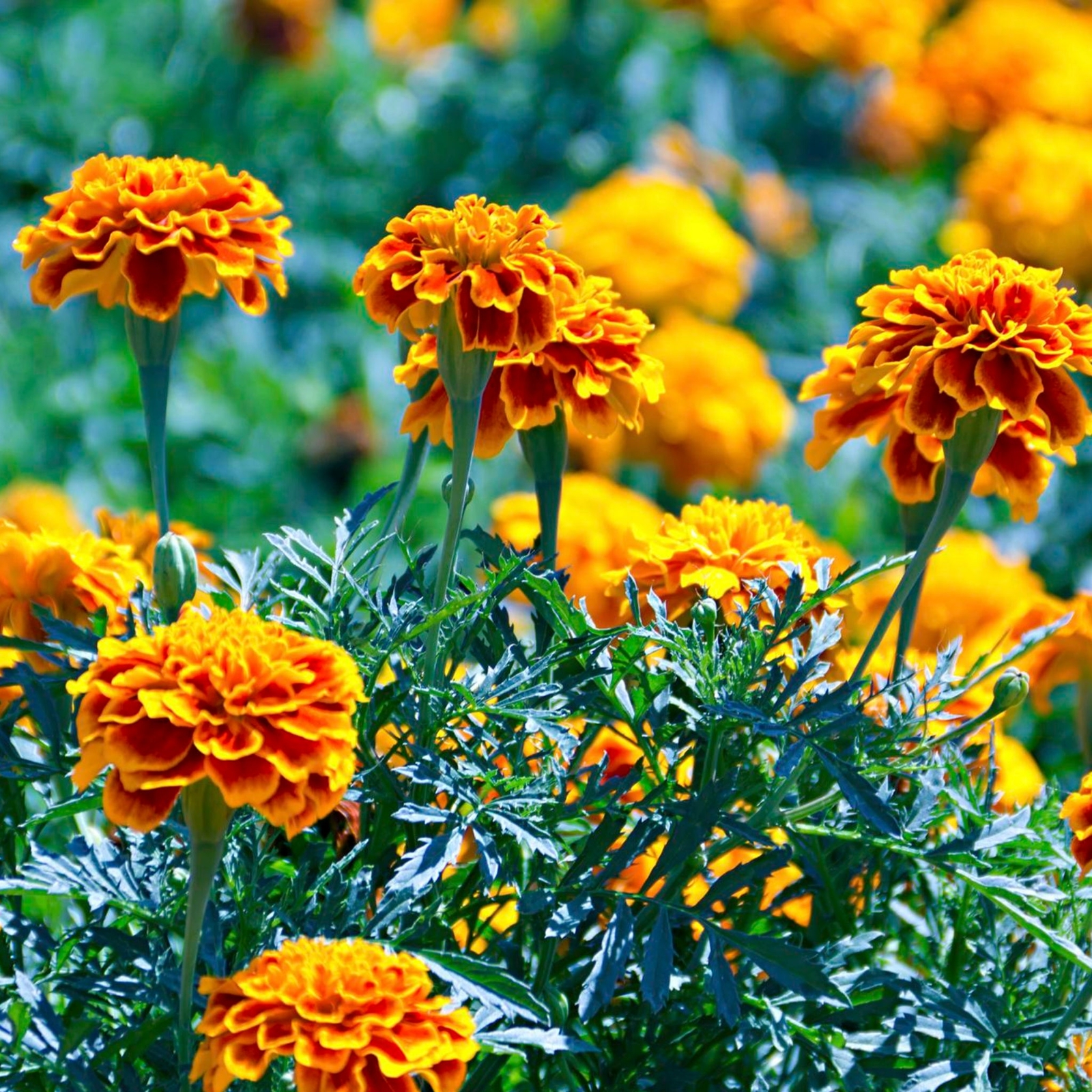 Calendula – Seeds – Pacific Beauty Mix – Seeds – Organic – Non Gmo