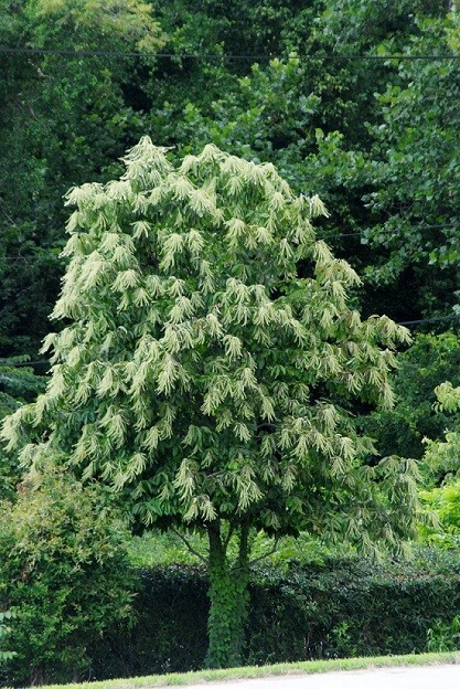 Oxydendrum arboreum Lily of the Valley Tree Sourwood 30 seeds