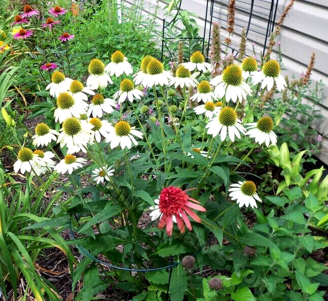 40 Seeds White Swan Coneflowers Echinacea Purpurea Alba~Beautifully Fragranced !