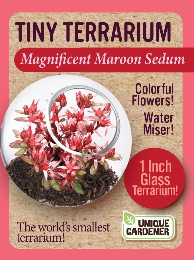 Tiny Terrarium Plant Seeds 4 Variety Pack, DIY Indoor Succulents and Live Pla…
