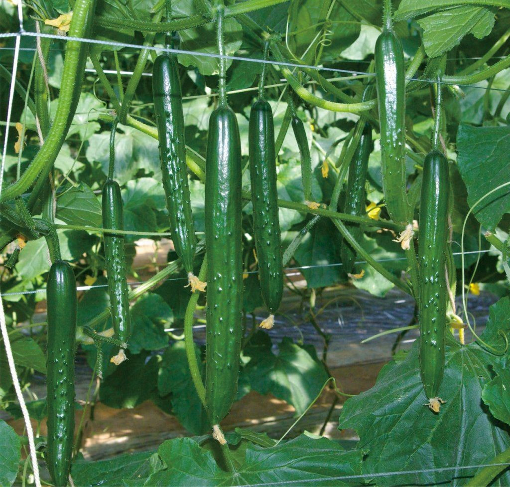 25+ Japanese Long Burpless Cucumber Seeds — Heirloom — NON GMO