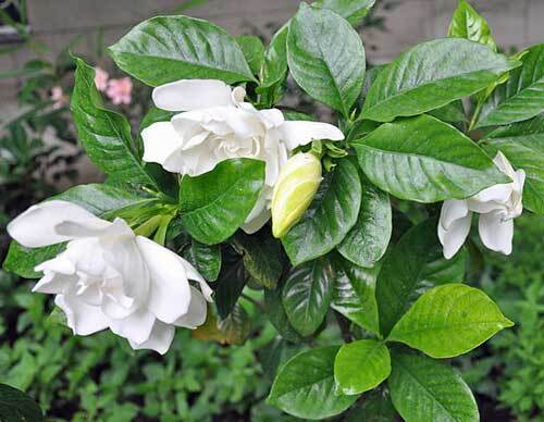 Gardenia jasminoides | Cape Jasmine | Gandharaj | 100 Seeds