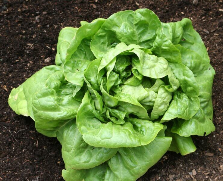 500+ Buttercrunch Butterhead Lettuce Seeds — —- NON GMO — ORGANIC —FRESH