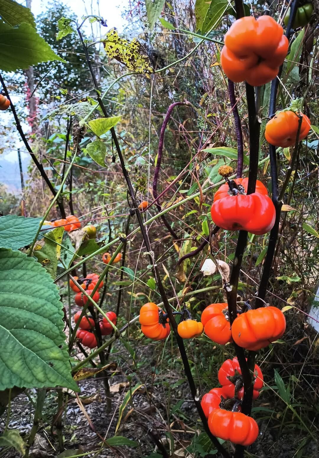 Pumpkin-on-a-stick Seeds (50 seeds), Ornament,Grown in USA. FREE SHIP