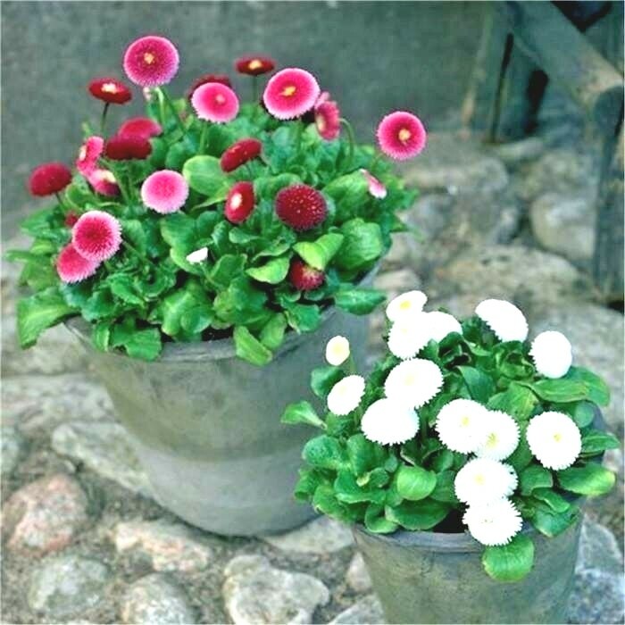 400+ENGLISH DAISY MIX Flower Seeds European Wildflower Early Blooms Groundcover