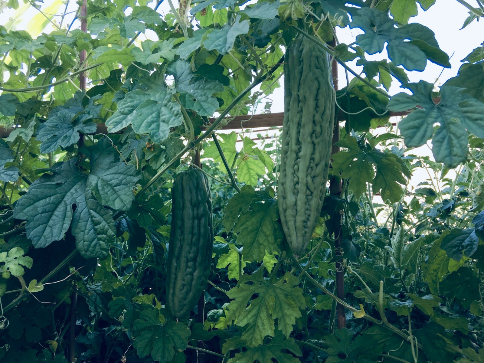 Bitter Gourd Melon (Karela, Ampalaya) 80 pcs mixed seeds