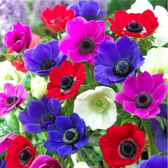 Anemone de Caen bulbs 10