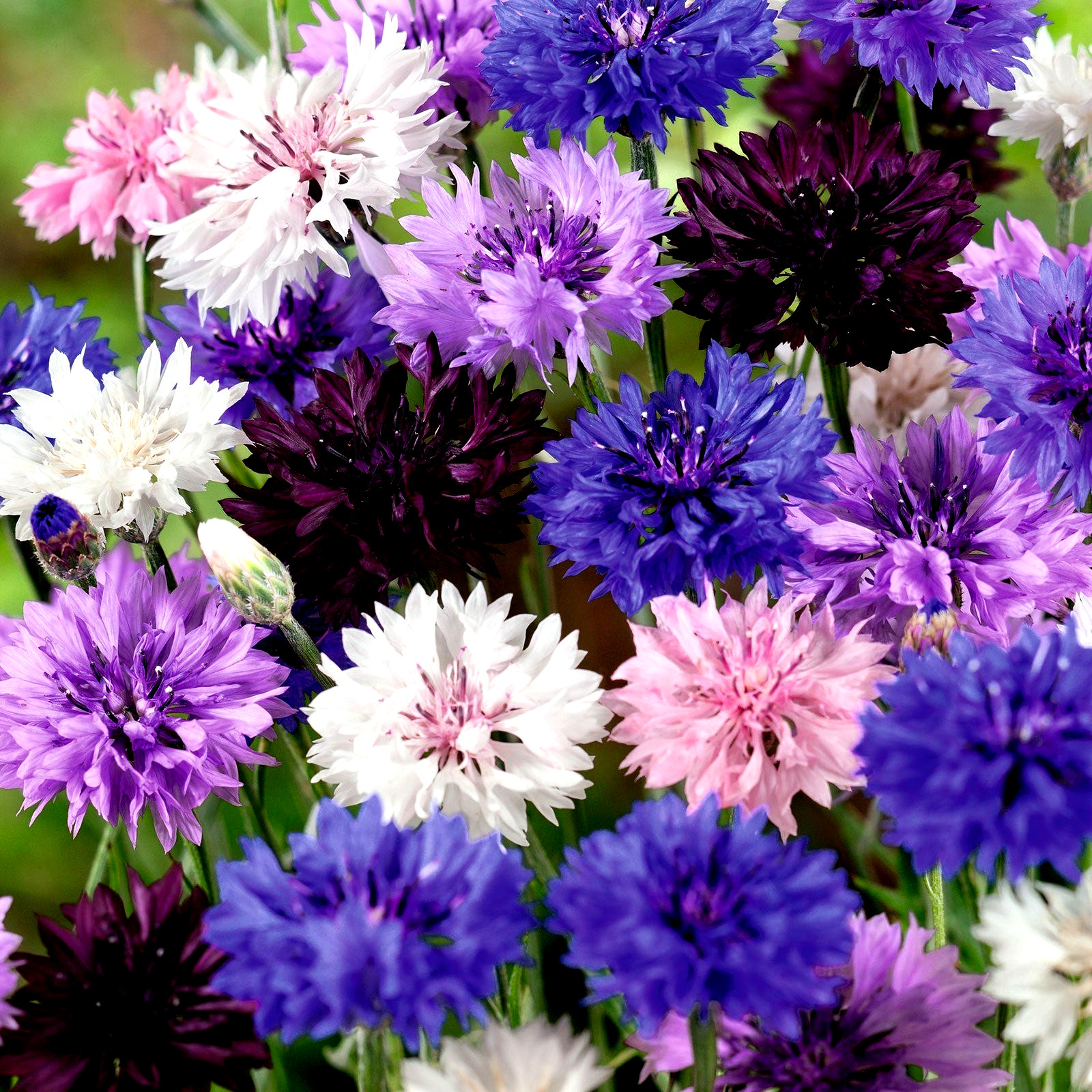 Tall Mix Centaurea Cornflower Seeds 100+ Seeds NON-GMO BUY 4 GET FREE SHIPPING