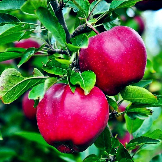 Paradise Apple Tree Seeds (Malus p.) “Red Delicious” Hardy-3 Garden Fruit Plant