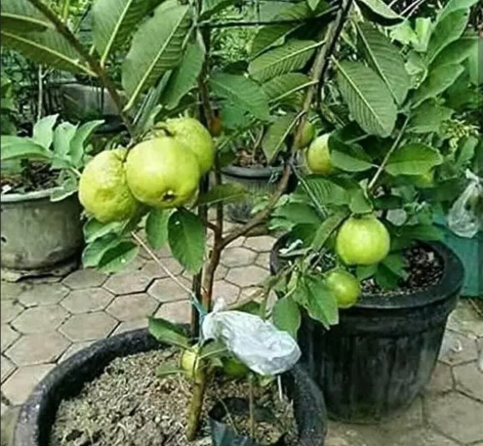 Kilo White Guava Seeds | Psidium Guajava | Organic Non-GMO | Sweet Delicious