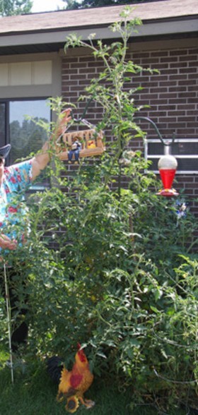 TOMATO TREE * TALLEST * LARGEST * HEAVY YIELD * EASY PICKIN !