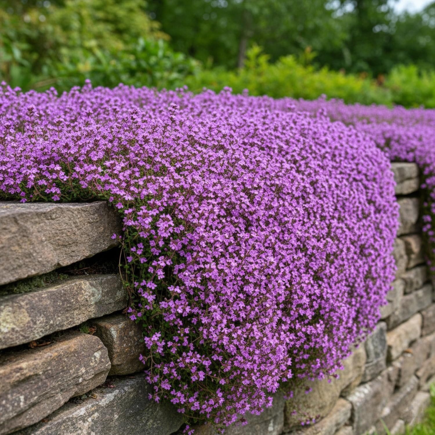 20,000+ Creeping Thyme Seeds Ground Cover, Non-Gmo Perennial Flower Seeds, Hardy
