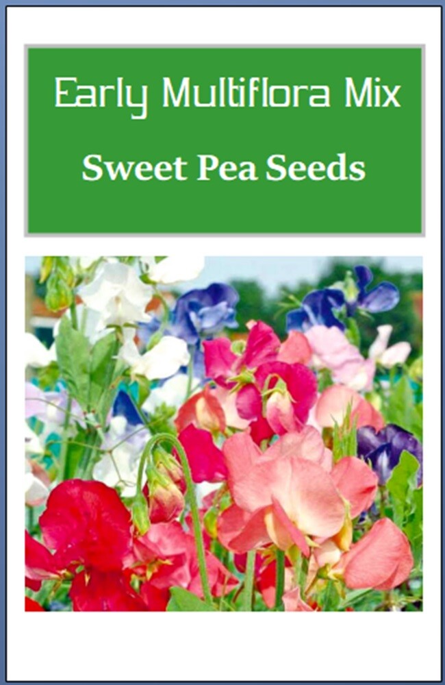 Early Multiflora Mix Sweet Pea Seeds | NON-GMO | Heirloom | Fresh Garden Seeds