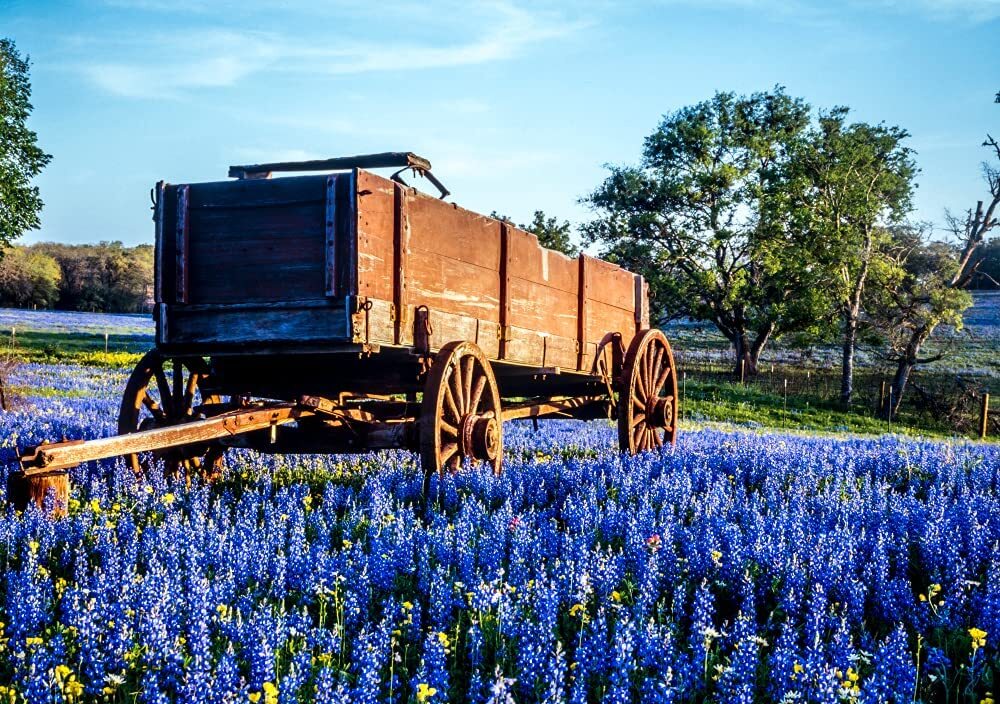 Texas Bluebonnet Wildflower Seeds for Planting – 100+ Seeds – Vibrant Blue Wildf
