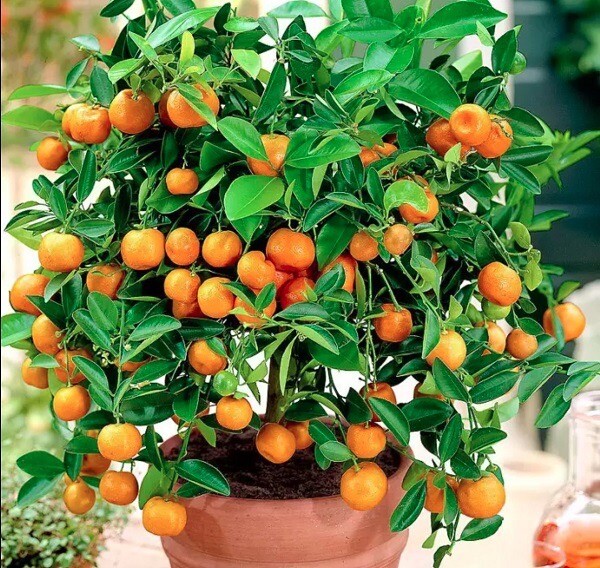 5 Seeds Tac Chua Viet Nam Hat Giong Cay Quay Kumquat Trai Tron Citrus Microcarpa