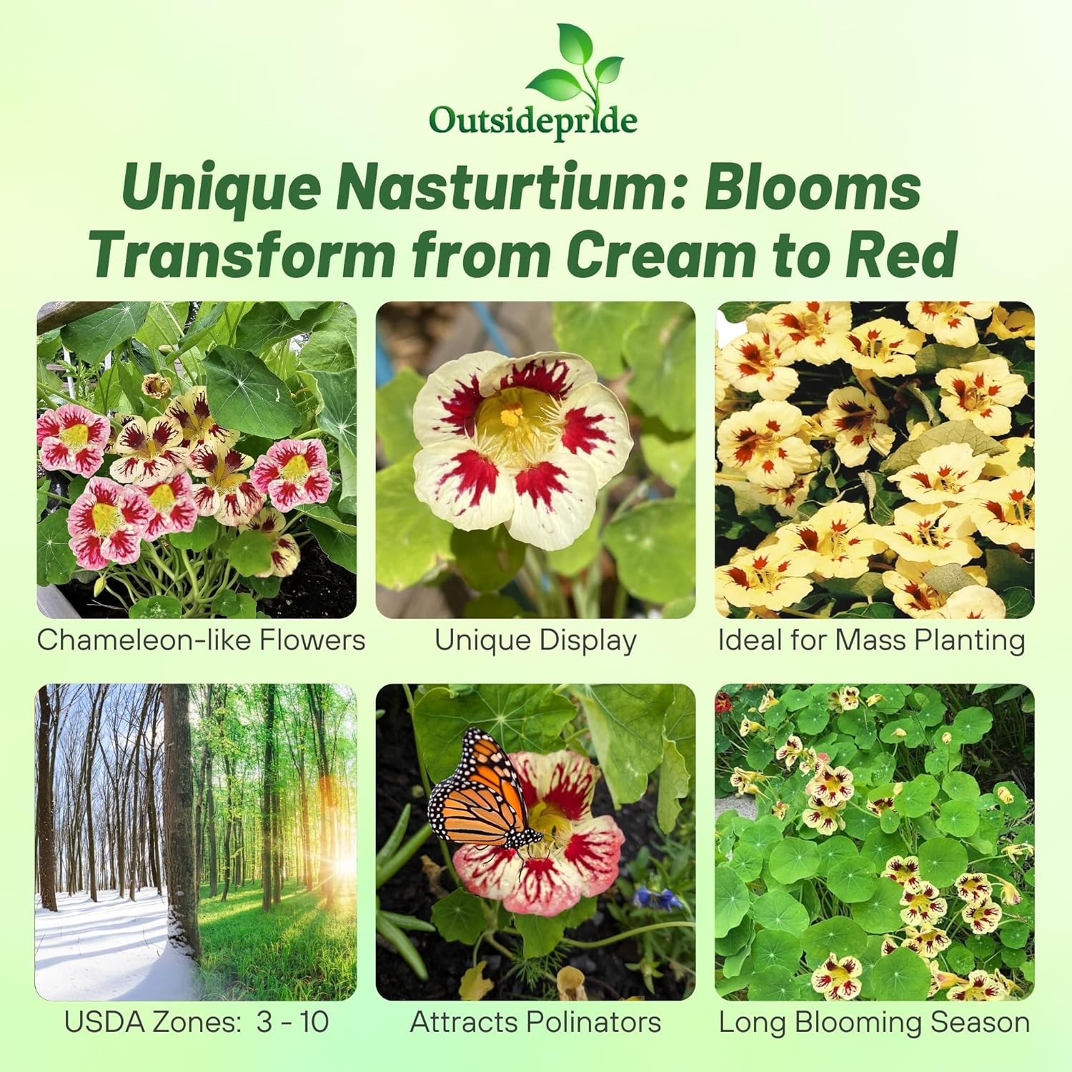 50 Seeds Tropaeolum majus Orchid Cream Nasturtium Vine & Flower Seeds