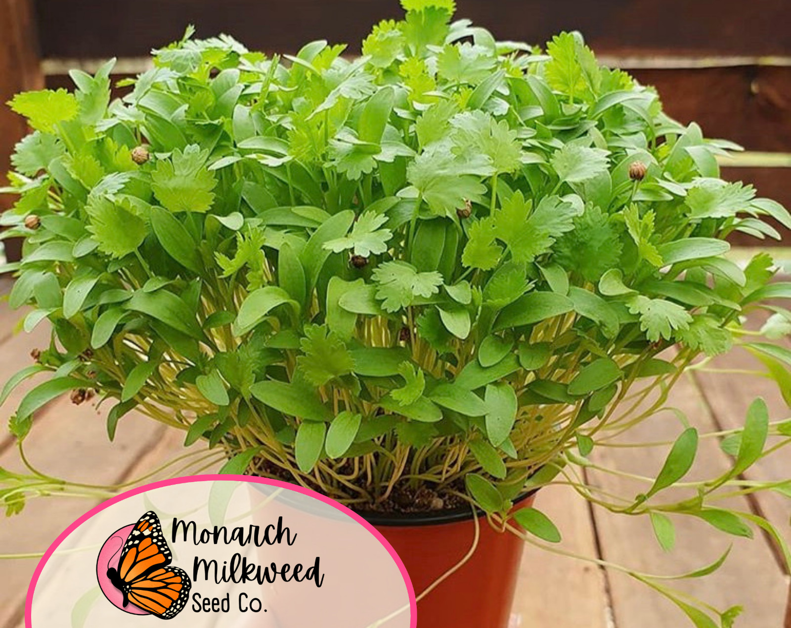 775+ Cilantro Seeds | Heirloom, Non-GMO, Vegetable Gardening Herb Seeds, USA
