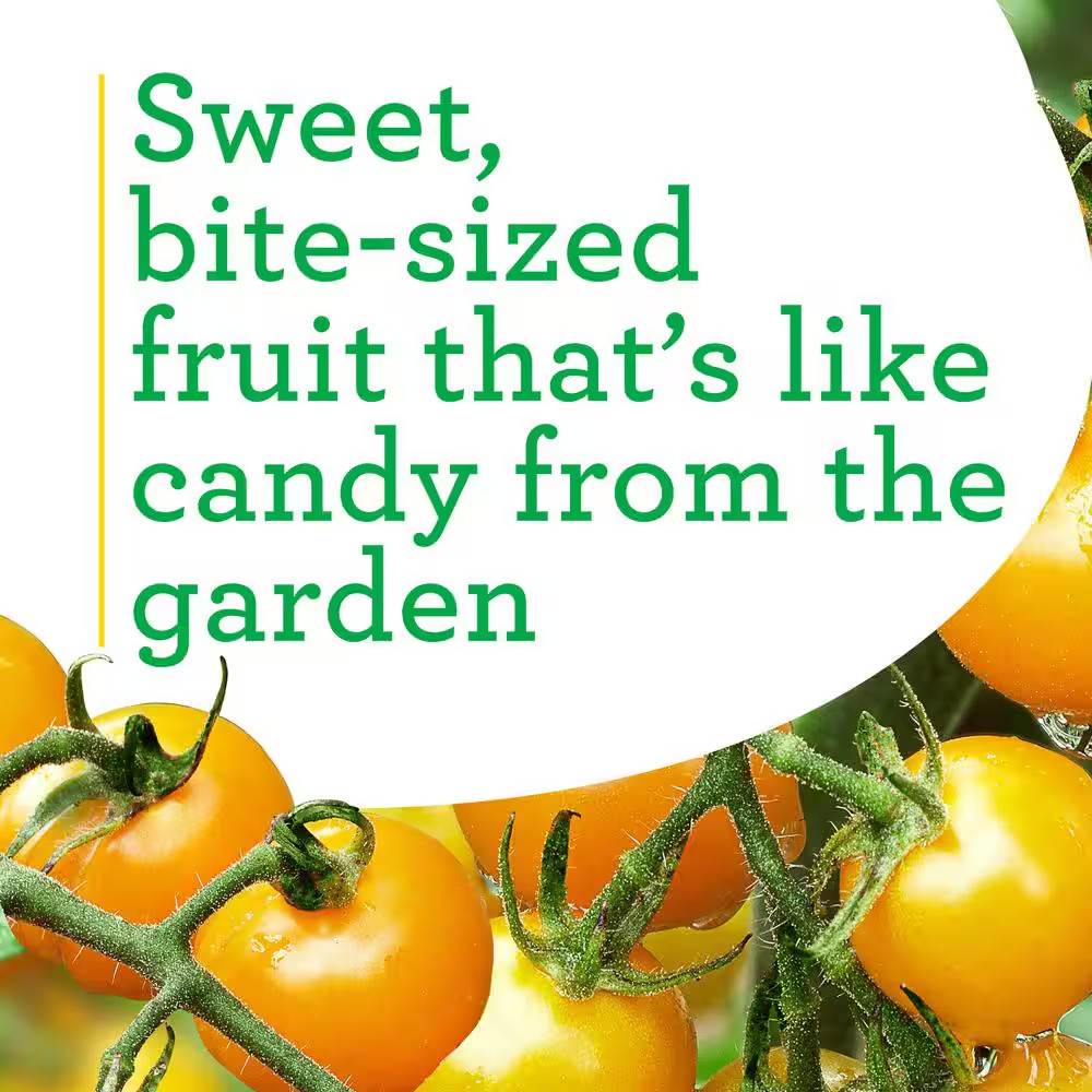 19 Oz. Yellow Cherry Tomato Plant (2-Pack)