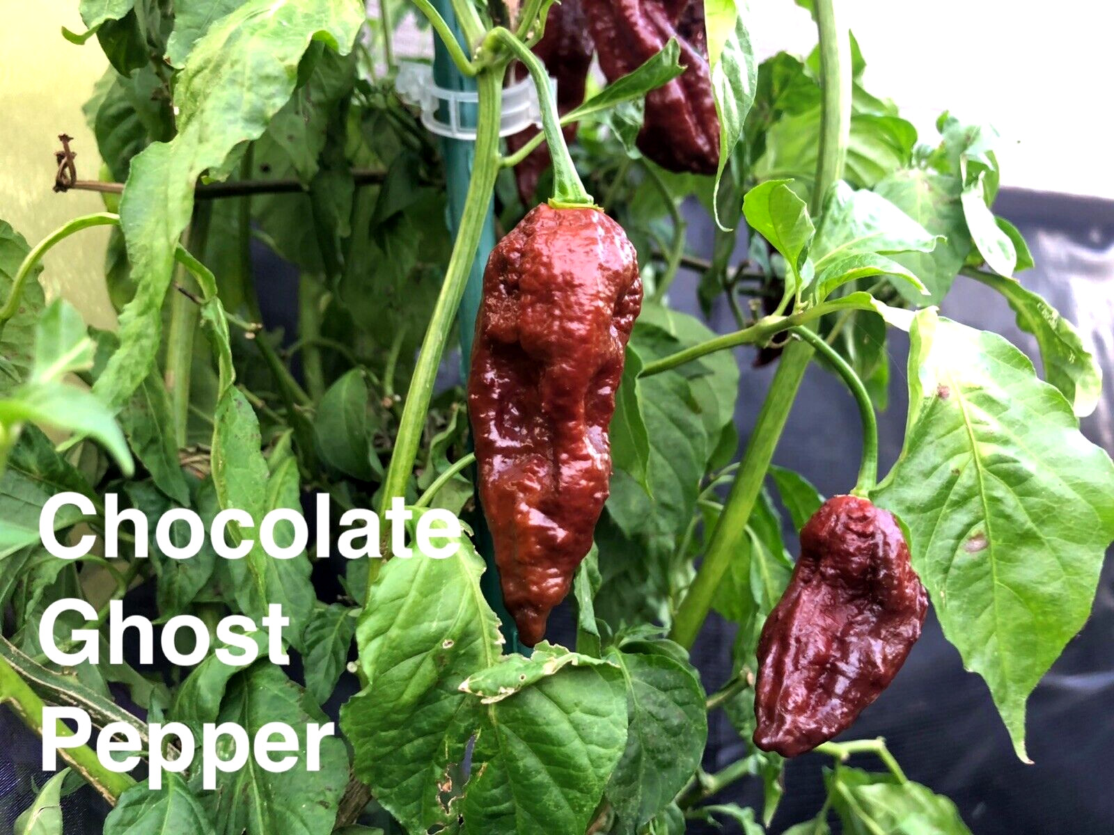 RARE✿ Chocolate Bhut Jolokia/ Ghost Pepper 10+ Seeds ●Sweet Undertones