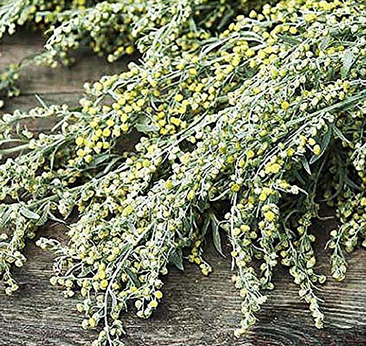 Absinthe Wormwood Seeds – Heirloom Herb – Used Medicinally, Believed to be a Dig