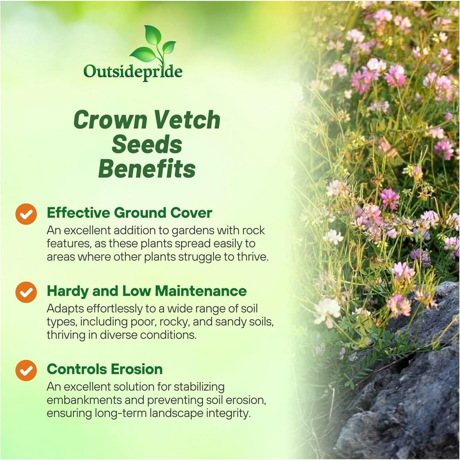Versatile Crown Vetch Seeds – USDA Zone 4-10