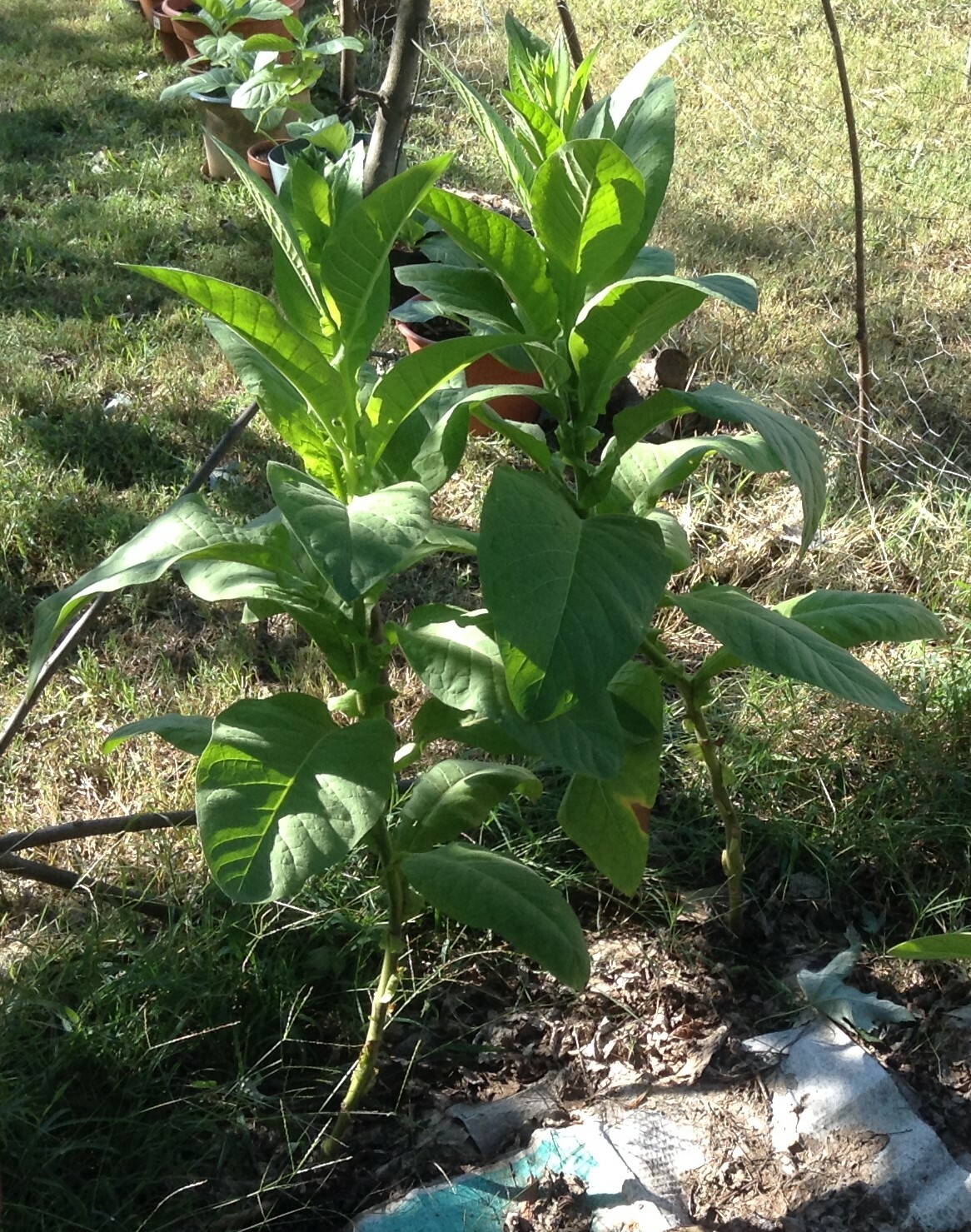 Connecticut Broadleaf tobacco seeds (1000+ seeds)