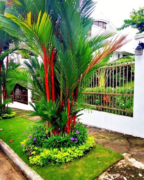 20 RED SEALING WAX “LIPSTICK” PALM TREE SEEDS (Cyrtostachys renda) House Plant