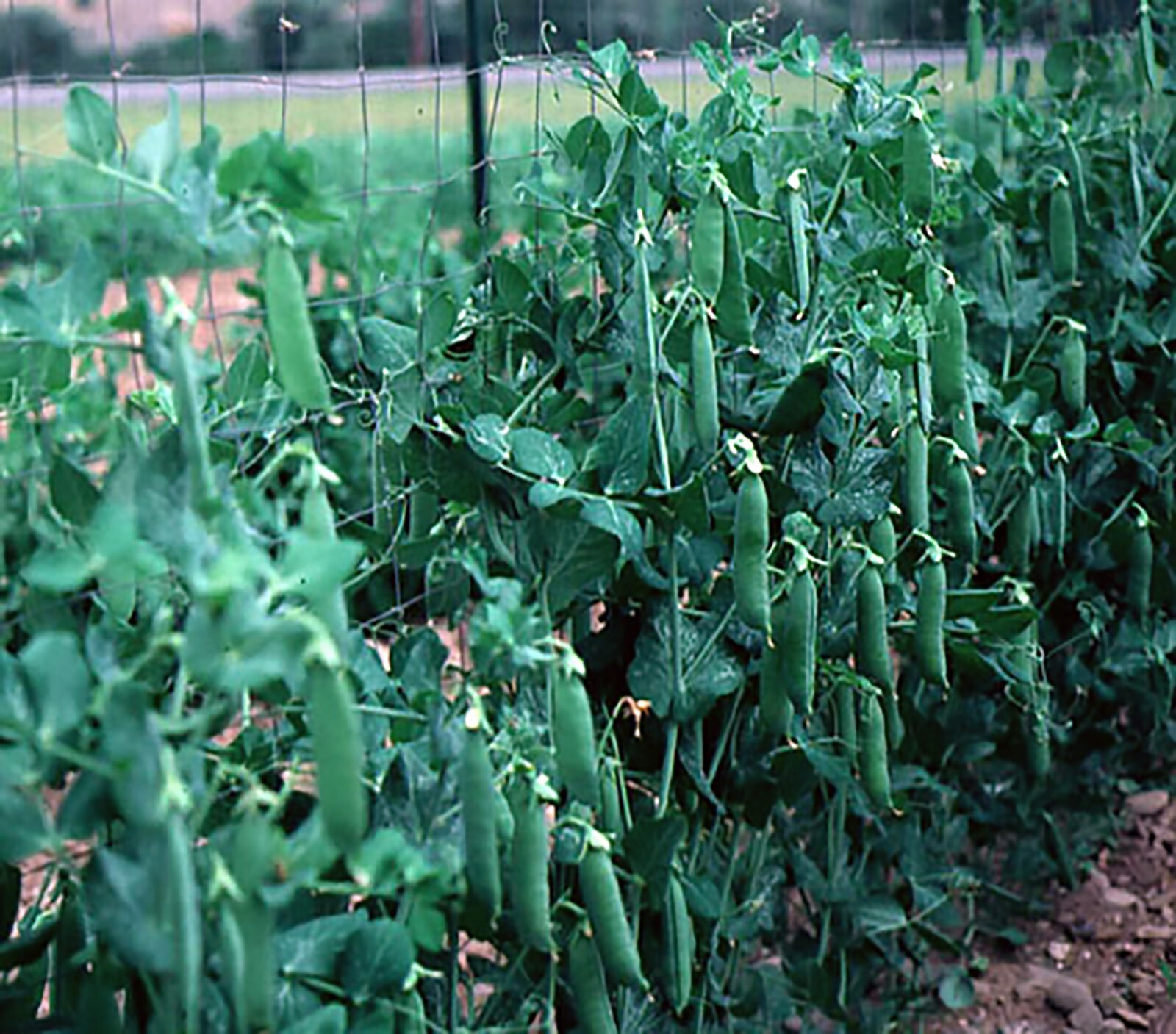 Snow Peas – Dwarf Grey Sugar (Chinese Pea Pod), Pisum sativum (65 Days)