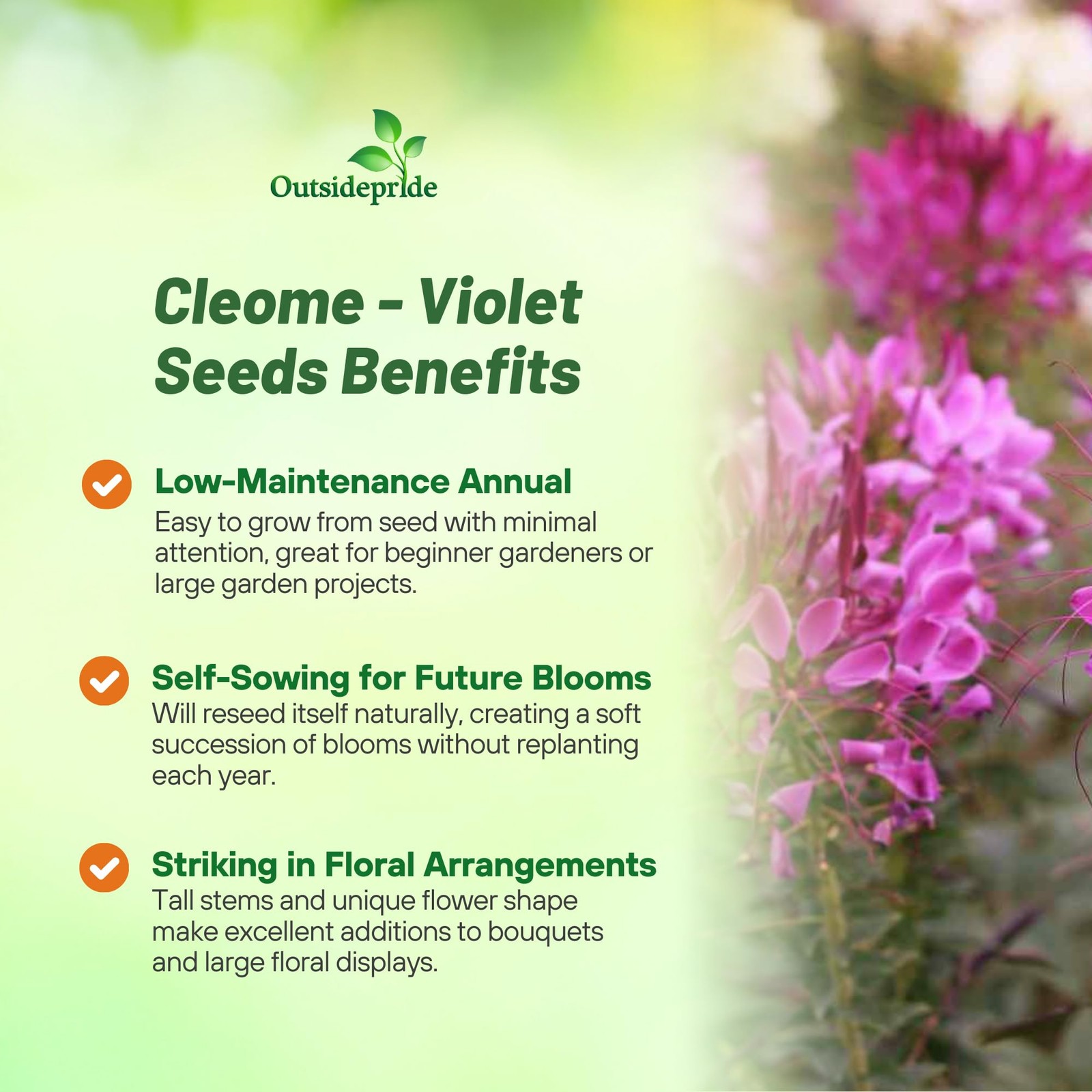 Violet Cleome Seeds 1000 Pcs Annual Flower Seeds with Large, Airy, Spidery B…