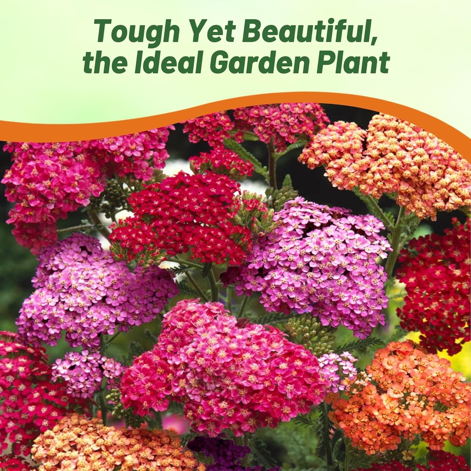 2000 Seeds Yarrow Seed Mix For Planting Outdoors – Achillea Summer Berries