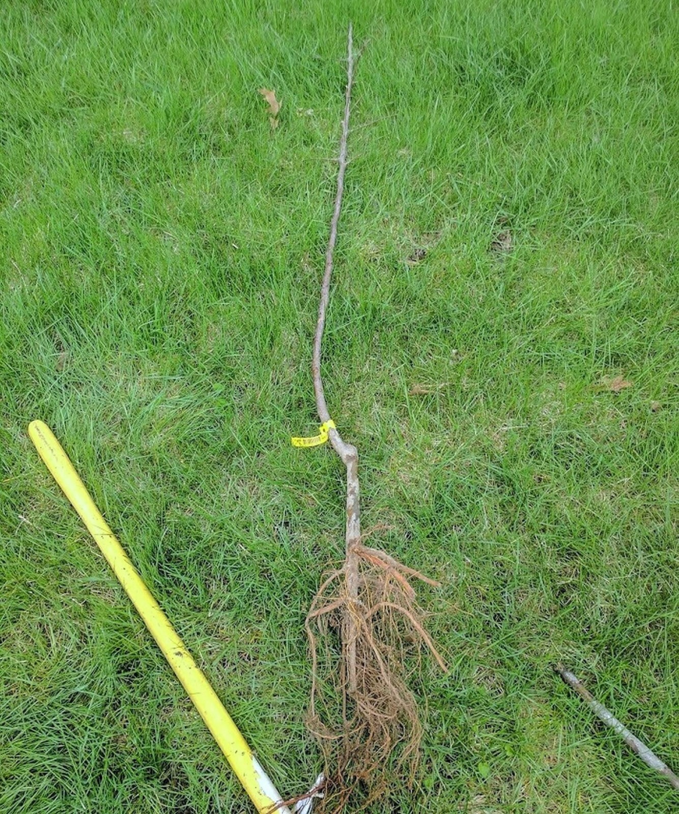 Red Fuji apple tree grafted 5x5x12 inches pot size 1 year old
