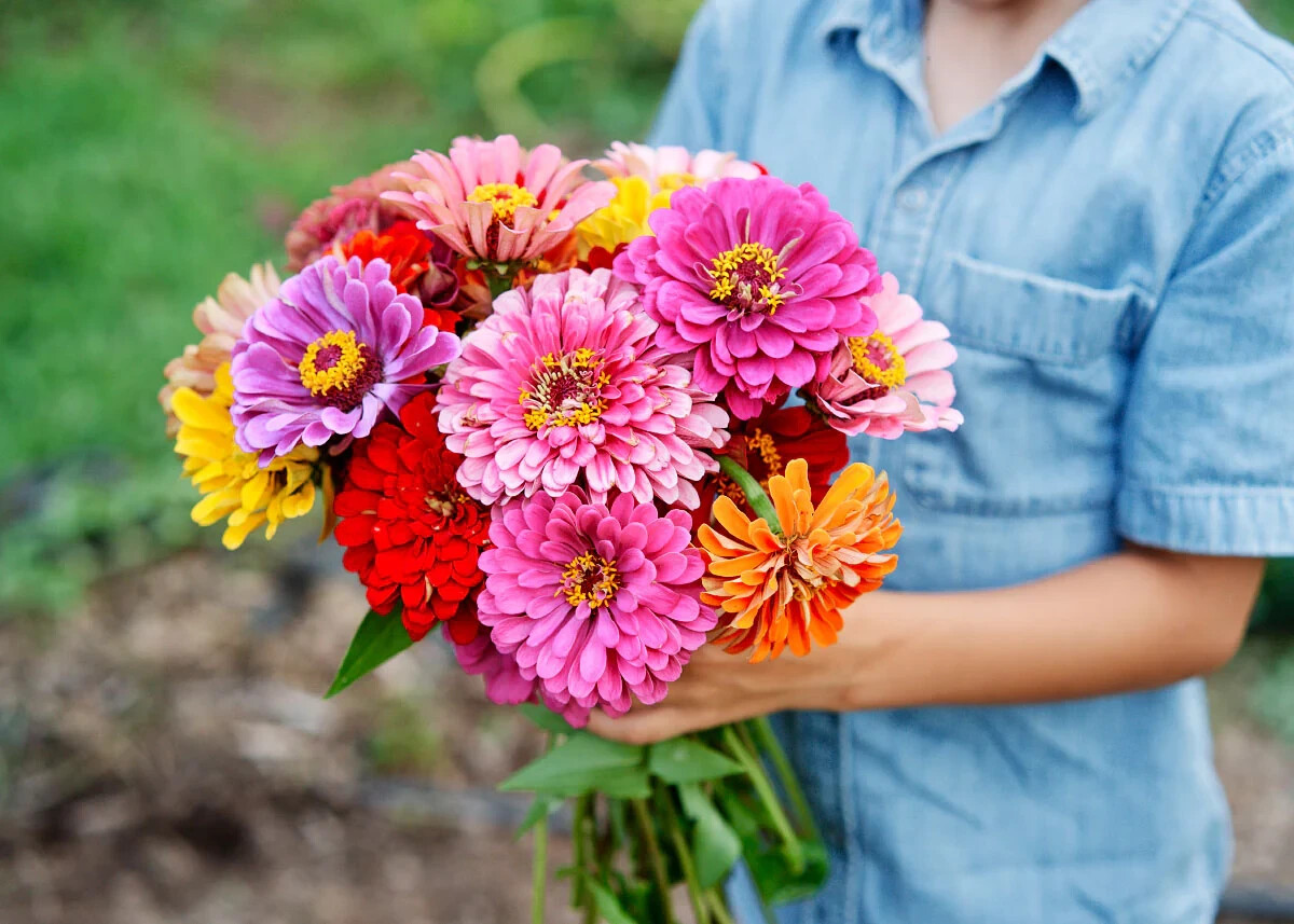 100 CALIFORNIA GIANT ZINNIA FLOWER MIX SEEDS ~ heirloomseedguy ~ 2026 ~ NON-GMO