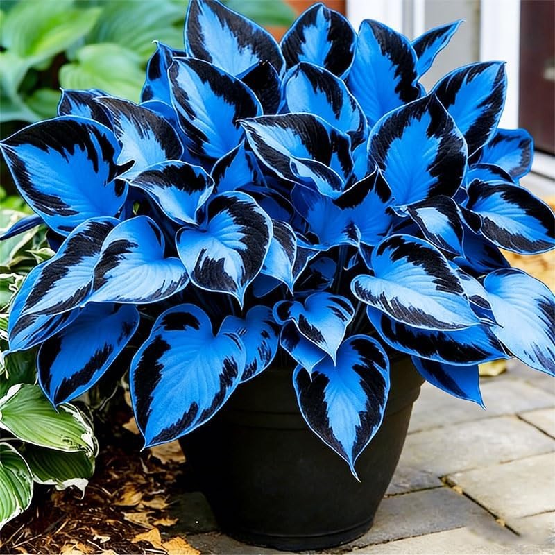 315+ Perennial Mix Color Hosta Seeds for Planting in Outdoor Garden