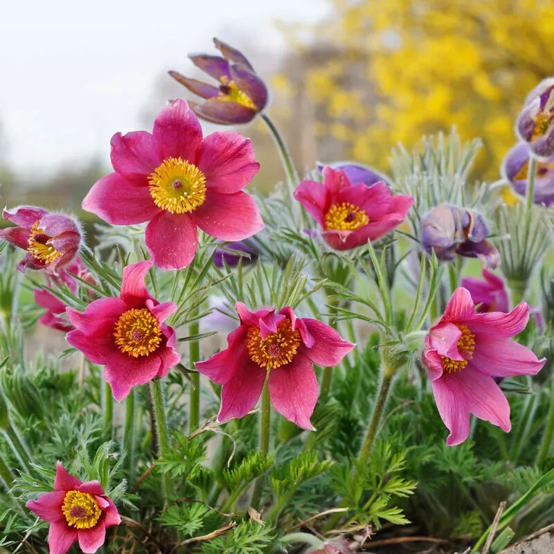 Perennial Rose Bells Pasque Flower Pink Pulsatilla Vulgaris Seeds 20 Seeds