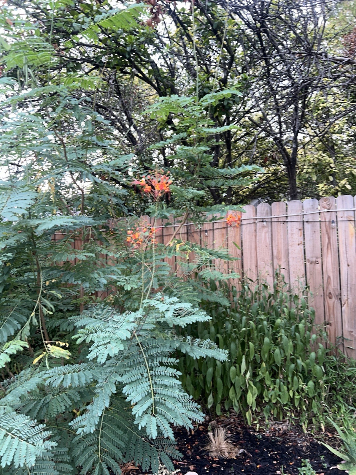 Pride of Barbados Mexican Bird of Paradise Seeds. 12 Seeds.