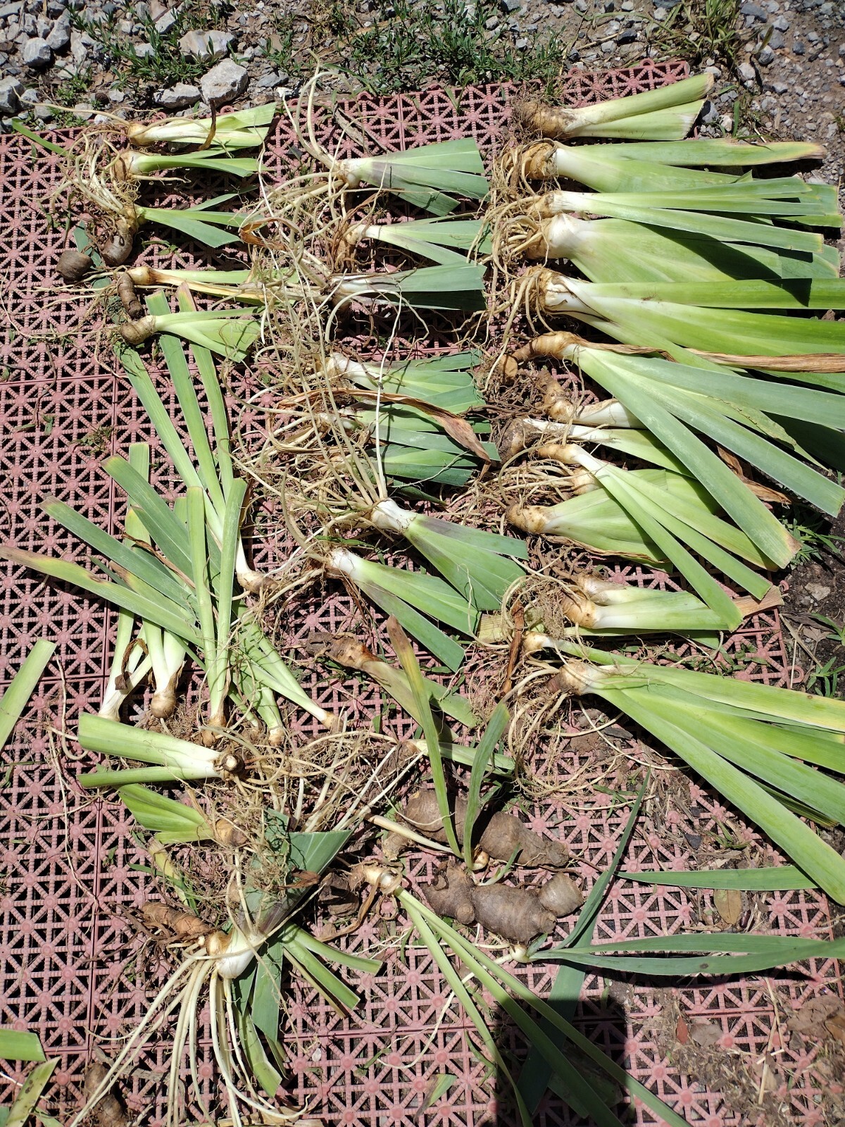 30x Fresh Bearded Iris Rhizomes Mixed Varieties