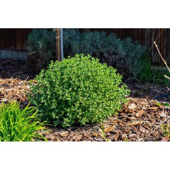 50 PERSIAN CATMINT Mussins Nepeta Racemosa Flower Seeds