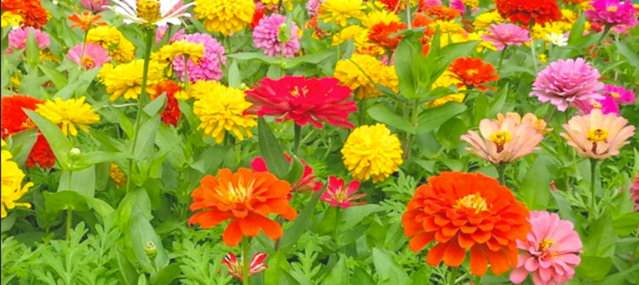Zinnia Seeds Bulk – Giant Mix – Aztec Empress – Tall Majestic Many Colors – USA