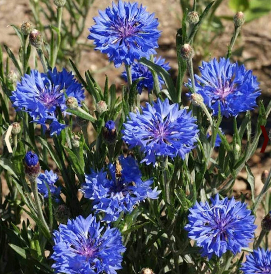 Landscaper’s Pack Cornflower Bachelor Button DWARF BLUE Non-GMO 1500 Seeds!